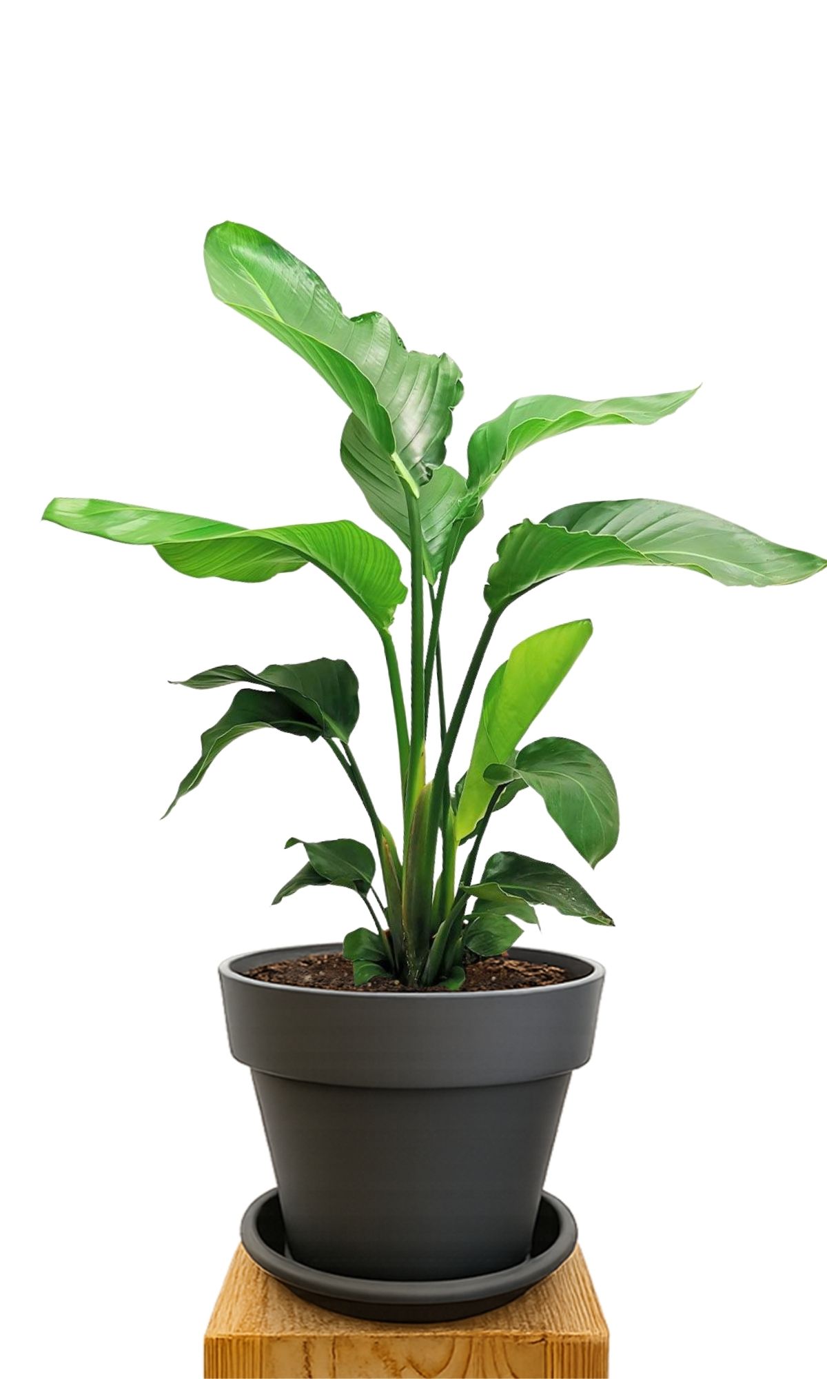 Kit de plantation 30 Anthracite